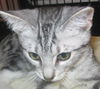 Kazi the Kamikaze kitten