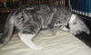 Kazi the Kamikaze kitten