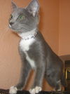 Zoomer the Kitten