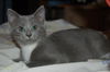 Zoomer the Kitten