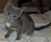 Zoomer the Kitten