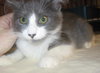 Vera the Kitten