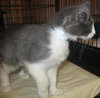 Vera the Kitten