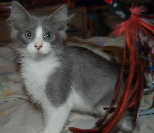 Vera the Kitten