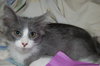 Vera the Kitten