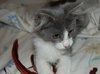 Vera the Kitten
