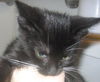 Scamper the Kitten