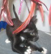 Scamper the Kitten