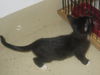 Scamper the Kitten