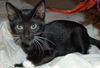 Scamper the Kitten