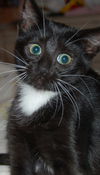 Scamper the Kitten