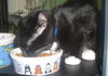 Scamper the Kitten