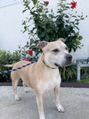 Betty The Sweet Girl