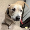 Betty The Sweet Girl