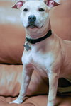 Betty The Sweet Girl