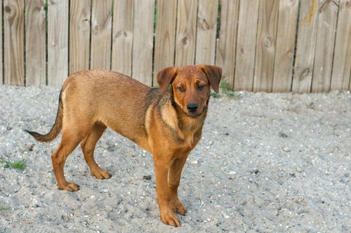 Grady