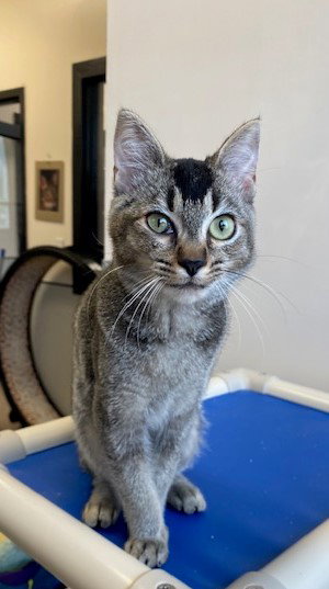Mavis  *BONDED WITH CAT STEVENS*