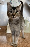 Mavis  *BONDED WITH CAT STEVENS*