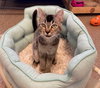 Mavis  *BONDED WITH CAT STEVENS*