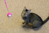Mavis  *BONDED WITH CAT STEVENS*