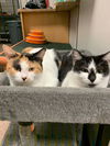 Jessy *Bonded with Sam*
