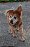 Nurgle the Senior Pom