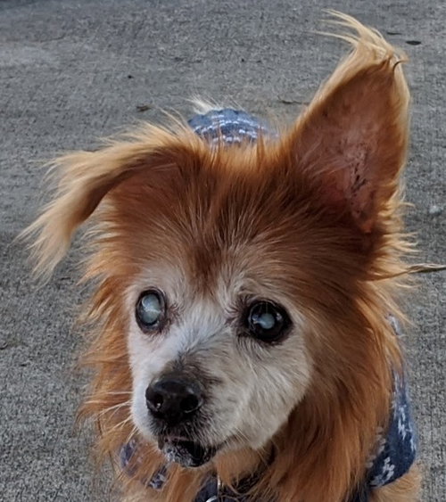 Nurgle the Senior Pom