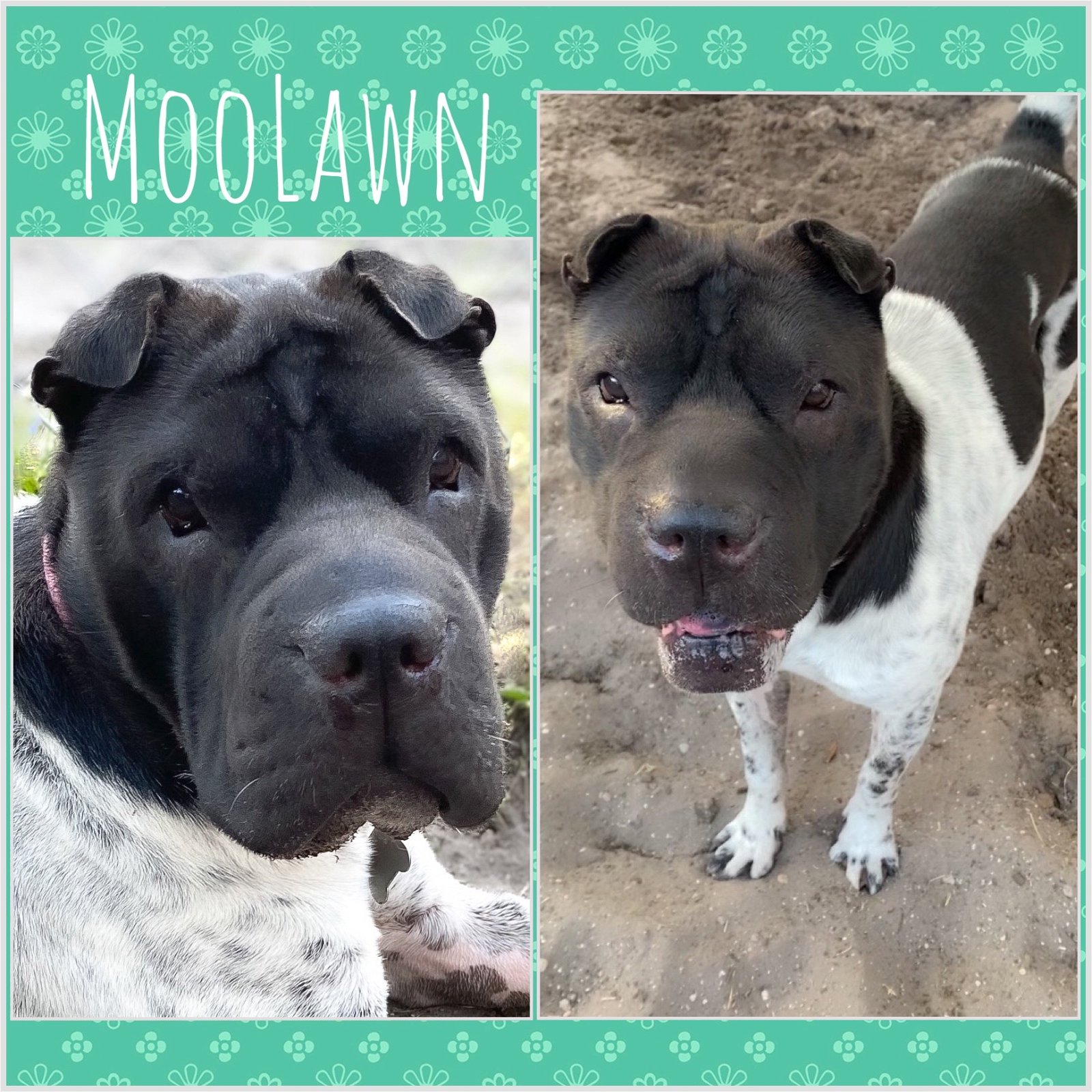 adoptable Dog in Sanford, FL named Moolawn