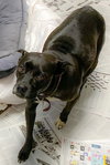Roxanne