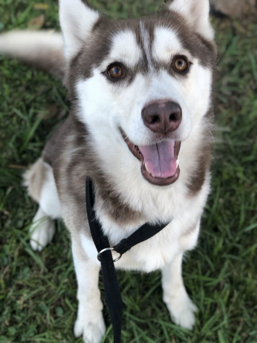 Drako