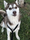 Drako