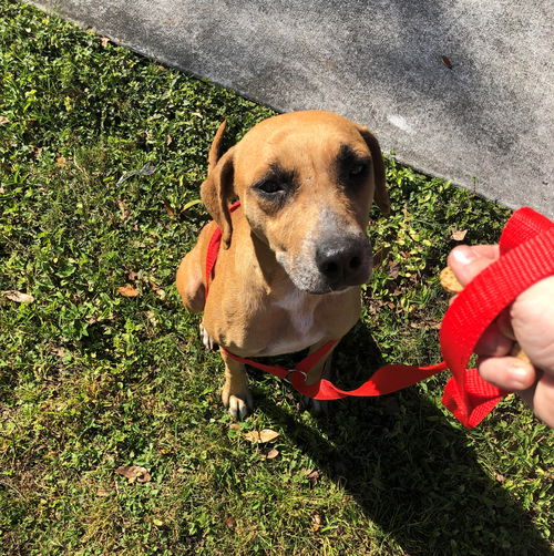 Leila