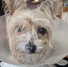 Mia  *BONDED WITH TINKERBELL*