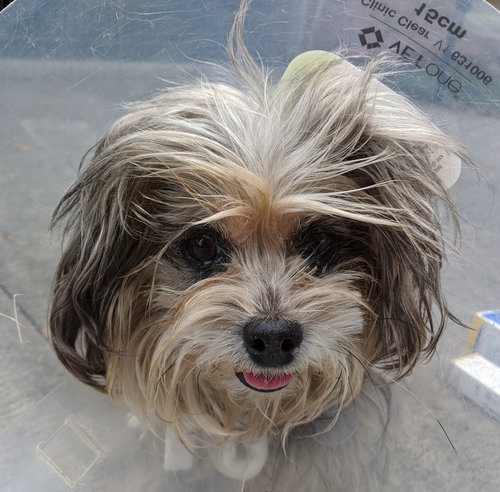 Tinkerbell *BONDED WITH MIA*