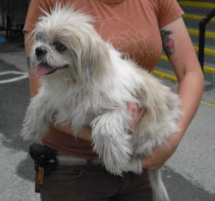 Shanna the Senior Shi Tzu