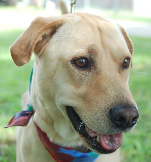 Pacino the Burned Yellow Lab