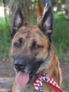 Altima the Dutch Shepherd