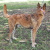 Altima the Dutch Shepherd