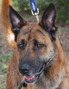 Altima the Dutch Shepherd