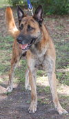 Altima the Dutch Shepherd