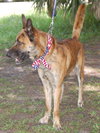 Altima the Dutch Shepherd