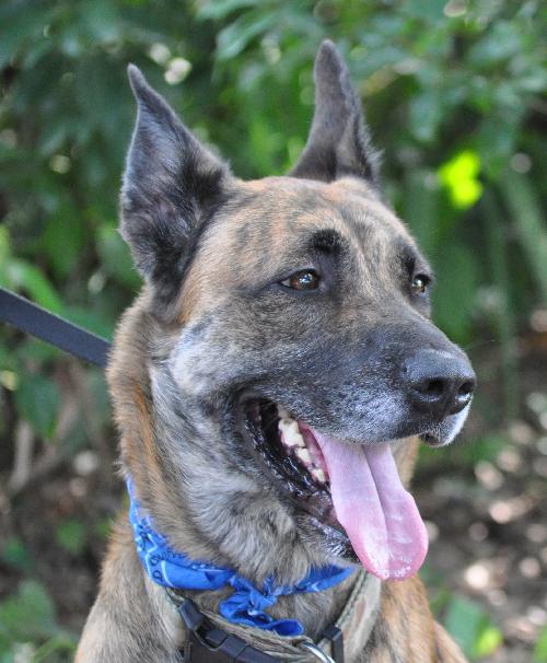 Altima the Dutch Shepherd