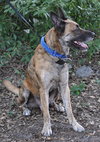 Altima the Dutch Shepherd