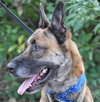 Altima the Dutch Shepherd