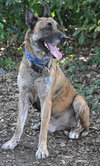 Altima the Dutch Shepherd