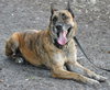Altima the Dutch Shepherd