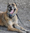 Altima the Dutch Shepherd