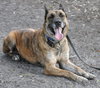 Altima the Dutch Shepherd