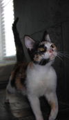 Deni ~ The little purr muffin