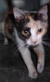 Deni ~ The little purr muffin
